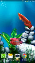 Arowana Fish 3D Live Wallpaper APK download