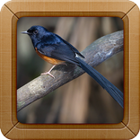 Kicau Burung Murai Batu