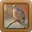 Spotted Dove Bird Sounds