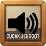 Kicau Burung Cucak Jenggot