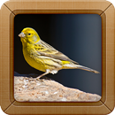 APK Canary Bird Sound Ringtone