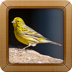 Canary Bird Sound Ringtone icône