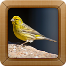 Canary Bird Sound Ringtone APK