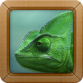Chameleon Wallpapers