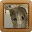 King Cobra Wallpapers Picture