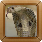 King Cobra Wallpapers icono