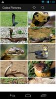 King Cobra Wallpapers স্ক্রিনশট 1