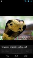 King Cobra Wallpapers syot layar 3