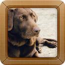 Dog and Puppy Sounds Ringtone APK