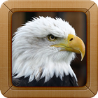 Eagle and Hawk Sounds Ringtone icône