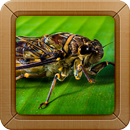 APK Insect Sounds Ringtone