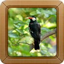 kicau Burung Jalak Suren APK