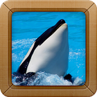 Killer Whale Wallpaper Picture আইকন