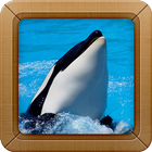 Killer Whale Wallpaper Picture icon