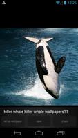 Killer Whale Wallpaper Picture syot layar 1