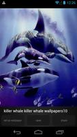 Killer Whale Wallpaper Picture স্ক্রিনশট 2