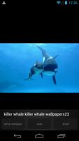 Killer Whale Wallpaper Picture syot layar 3