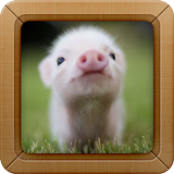 Cute Little Pig Wallpapers HD icône