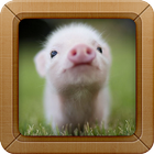 Cute Little Pig Wallpapers HD ไอคอน