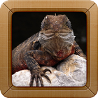 Lizard Wallpapers Pictures icon
