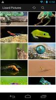 Lizard Wallpapers Pictures imagem de tela 1