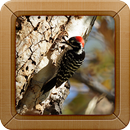 Woodpecker Bird Sounds APK