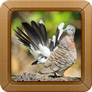 APK Zebra Dove Sounds Ringtone