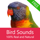 Bird Sounds icono