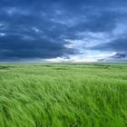 BF Grassy Wallpapers Zeichen