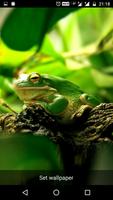 Funny Frog Live Wallpaper capture d'écran 1