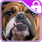 Bulldog Lock Screen icône