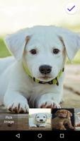 Cute Puppy Lock Screen اسکرین شاٹ 2