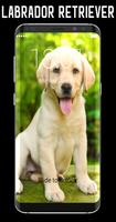 Labrador Retriever Lock Screen โปสเตอร์