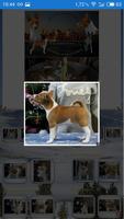 basenji puppies. ภาพหน้าจอ 2