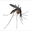 DENGUE NO ALVO