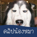 รวมคลิป คลิปเด็ด น้องหมา น่ารัก ไซบีเรียน APK