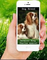 Dog Breed screenshot 1