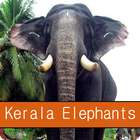 Kerala Elephants icône