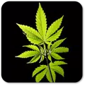 Best Weed Wallpapers