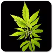 Best Weed Wallpapers