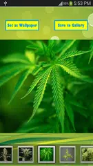 Best Weed Wallpapers APK Herunterladen
