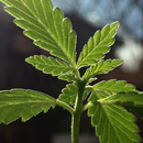 APK weeds live wallpaper
