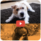 KidVid Dogs ikona