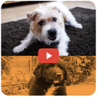 KidVid Dogs icono