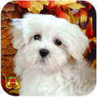 Dog Wallpaper Ringtone أيقونة