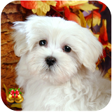 Dog Wallpaper Ringtone icon