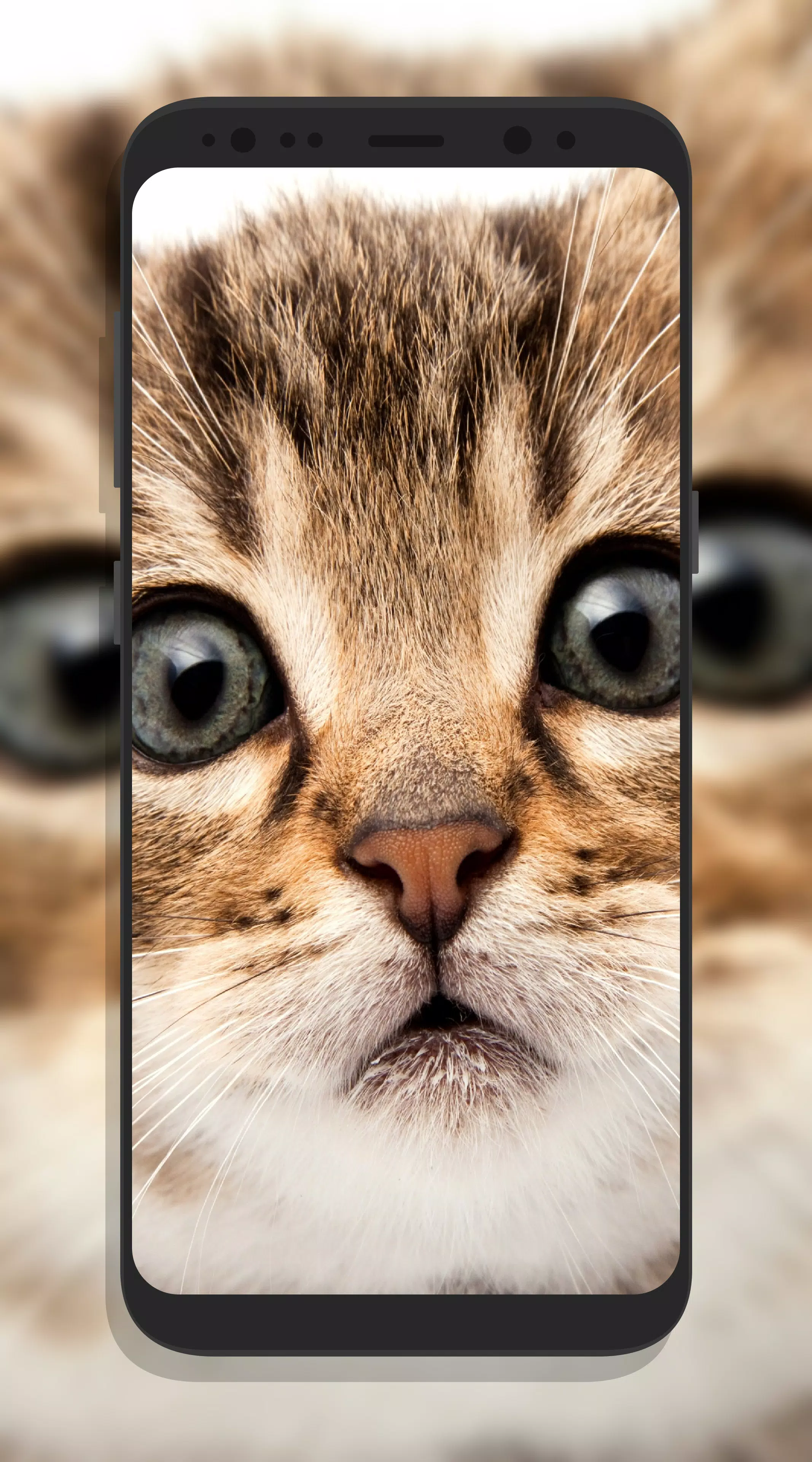 Android向けのかわいい猫壁紙 Apkをダウンロードしましょう