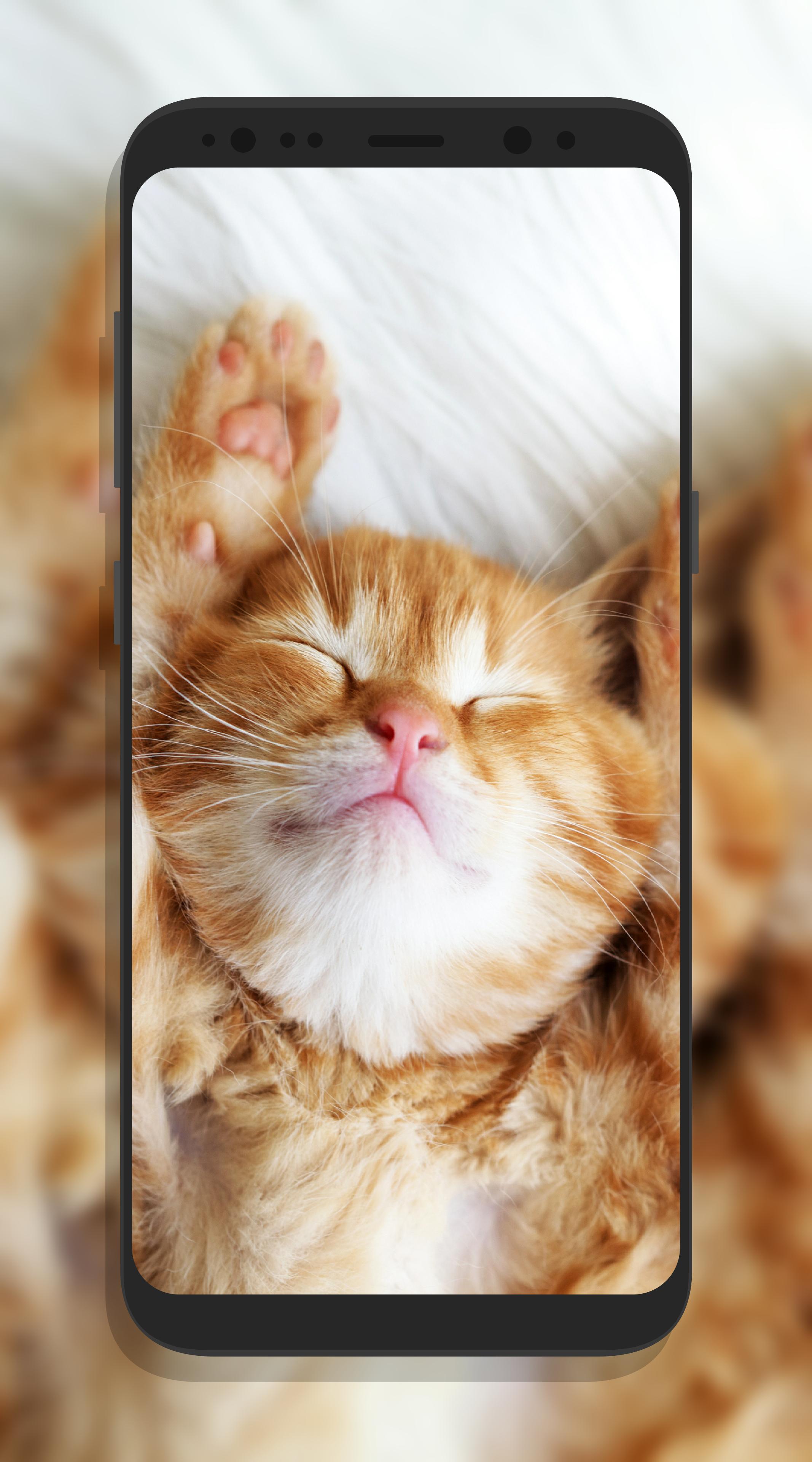 Android 用の かわいい猫壁紙 Apk をダウンロード