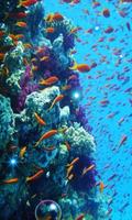 Fish Underwater live wallpaper 海報