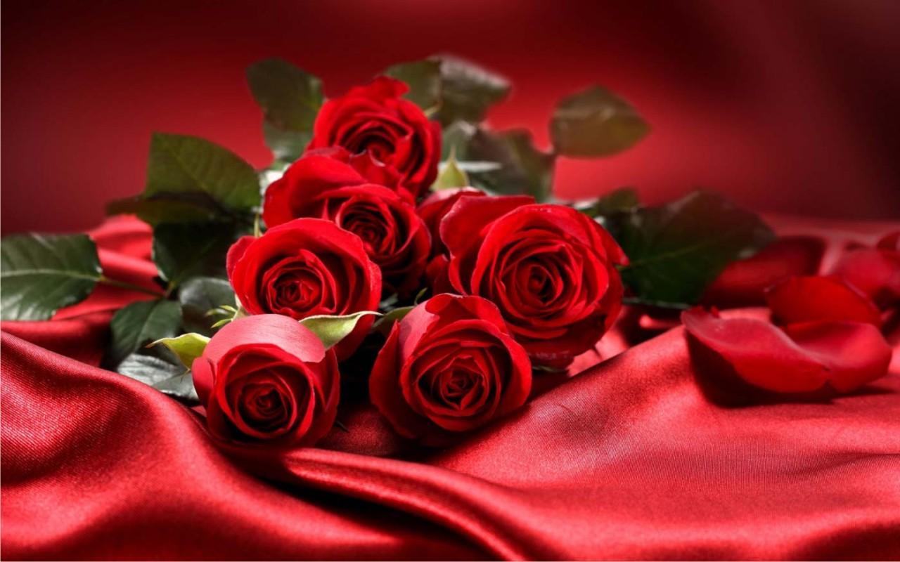 Love Roses Gift live wallpaper APK pour Android Télécharger Love Roses Gift live wallpaper APK pour Android Télécharger